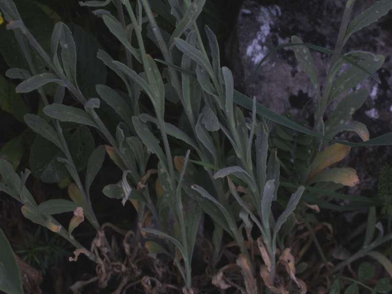 Da determinare 4 - Alyssum sp.